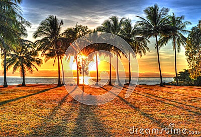 Sunlight rising behind palm trees in HDR, Port Douglas, Australia Stock Photo