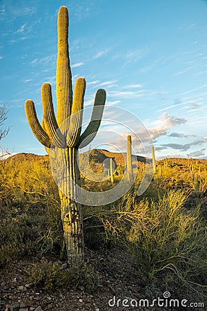 Sunlight Saguaro Stock Photo