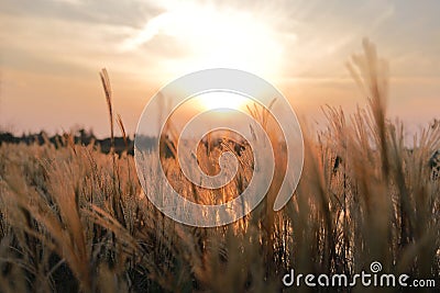 A sunlight seen throung delicate spicas grass Stock Photo