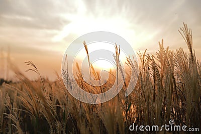 A sunlight seen throung delicate spicas grass Stock Photo