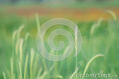 A sunlight seen throung delicate spicas. Stock Photo