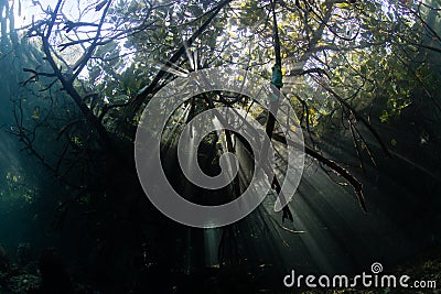 Sunlight and Shadows in Blue Water Mangrove, Raja Ampat Stock Photo