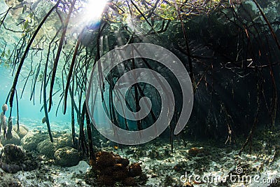 Sunlight and Shadows in Mangrove Forest Stock Photo