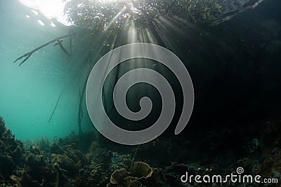 Sunlight and Shadows in Raja Ampat Mangrove Stock Photo