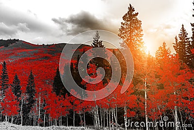 Sunlight shines through red trees in black and white mountain forest landscape Stock Photo