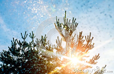 Sunlight shines through the snow-covered tree, Christmas tree Stock Photo