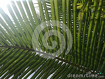Sunlight shines through unpretty green coconut-palm leaf stalk Stock Photo