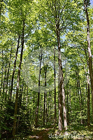 Sunlight shining forest canopy along hiking trail at Nottawasaga Bluffs Stock Photo