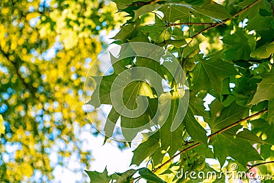 Sunlight shining through green maple leafs. Stock Photo