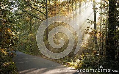 Sunlight shining through trees Stock Photo