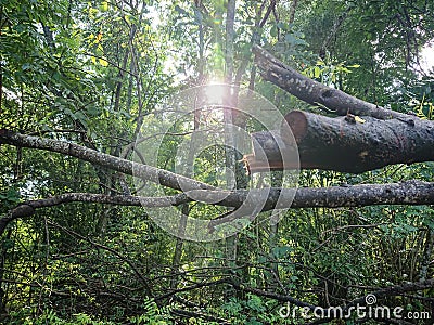 sunlight slowly penetrated the lush leaves this morning Stock Photo