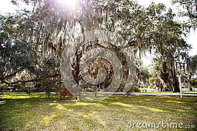 Sunlight Through Spanish Moss Over Park Stock Photo