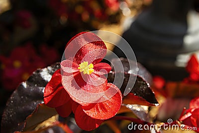 Sunlight sparkling on Clubbed Begonia Stock Photo