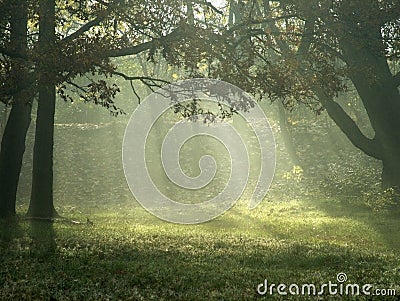 Sunlight through trees Stock Photo