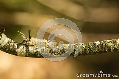 Sunlit Banded Tussock Moth Caterpillar on Lichen Branch Stock Photo