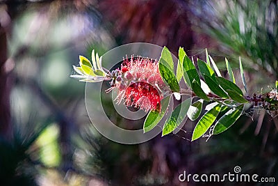 Sunlit Bottle Brush Plant Stock Photo