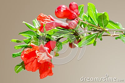 Sunlit branch with spring red pomegranate blossom Stock Photo