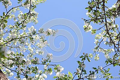 Sunlit branches of a blossoming apple tree in an old garden against a clear blue sky. Stock Photo