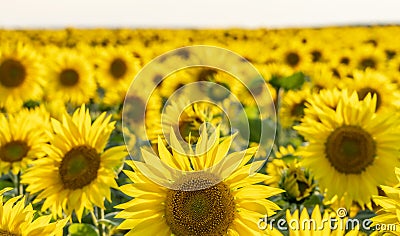 Sunlit bright field of sunflower in backlighting Stock Photo