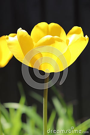 Sunlit Bright Yellow Colour Tulip Stock Photo