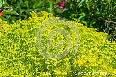 Sunlit bright yellow green plant Stock Photo