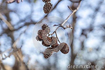 Sunlit brown alder cones hanging from a bare branch against a soft-focus blue sky backdrop Stock Photo