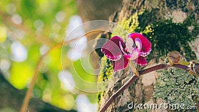 Sunlit Burgundy Colored Orchid Stock Photo