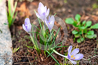 Sunlit crocuses with soft focus and a blurred bokeh backdrop creating a serene effect. Stock Photo