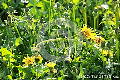 sunlit dandelions Taraxacum after the rain with drops of water on the stems and leaves. Stock Photo