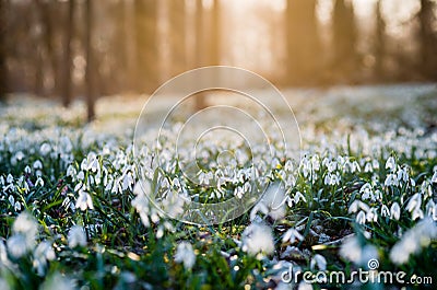 Sunlit forest full of snowdrop flowers in spring season Stock Photo