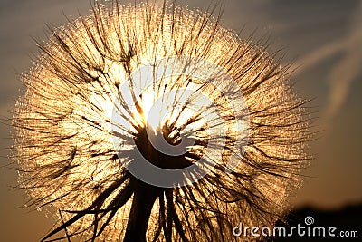 Sunlit goatsbeard Stock Photo