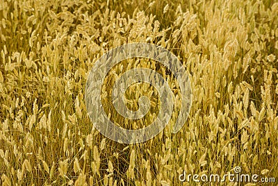 Golden Prairie Crop Ready to Harvest Stock Photo