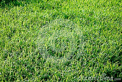 Sunlit Grass Stock Photo
