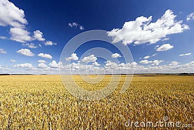 sunlit landscape Stock Photo