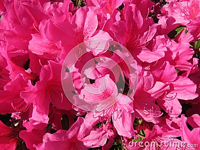 Sunlit Pink Azalea Flowers in April Stock Photo
