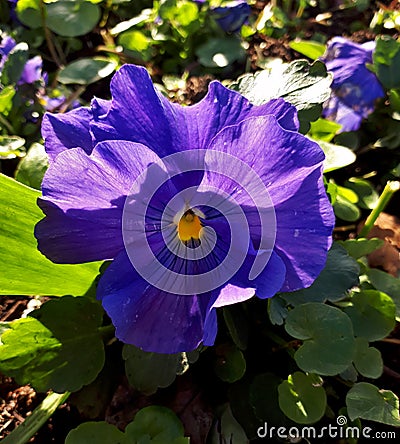 Sunlit Purple Pansy in a Flower Bed Stock Photo