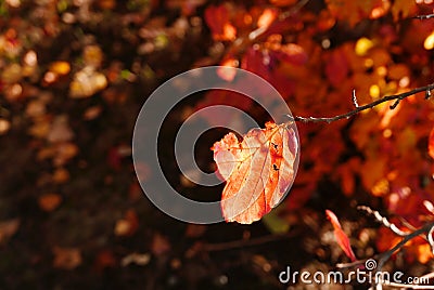 Sunlit red leaf against shadowed bushes. Stock Photo