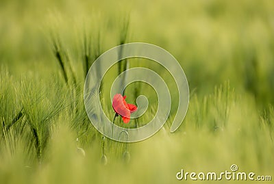 Sunlit Red Wild Poppy,Are Shot With Shallow Depth Of Sharpness, On A Background Of A Wheat Field. Landscape With Poppy. Rural Plot Stock Photo