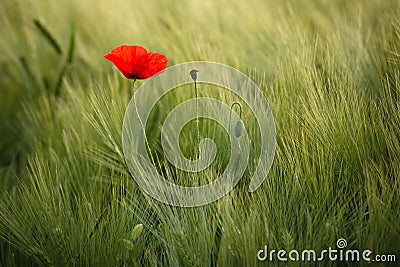 Sunlit Red Wild Poppy,Are Shot With Shallow Depth Of Sharpness, On A Background Of A Wheat Field. Landscape With Poppy. Rural Plot Stock Photo