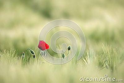 Sunlit Red Wild Poppy,Are Shot With Shallow Depth Of Sharpness, On A Background Of A Wheat Field. Landscape With Poppy. Rural Plot Stock Photo