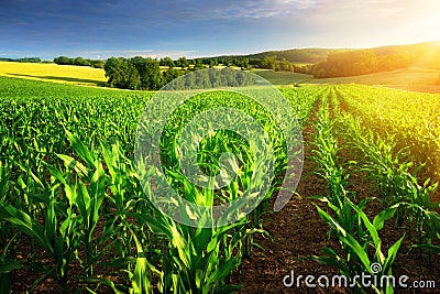 Sunlit rows of corn plants Stock Photo