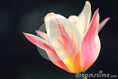 Sunlit soft focus pink and white Marilyn tulip flower head Stock Photo