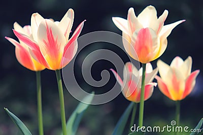 Sunlit soft focus pink and white Marilyn tulips Stock Photo