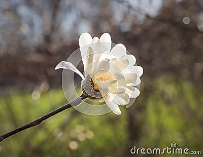 Sunlit Star Magnolia Stock Photo