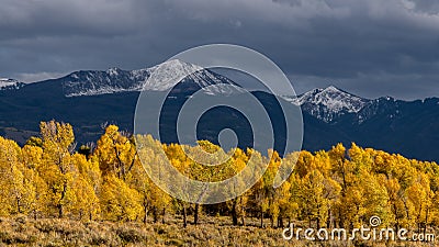 Sunlit trees in autumn along the Gros Ventre river Stock Photo