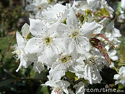 Sunlit White Blossoms in April in Spring Stock Photo