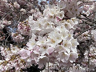 Sunlit White Cherry Blossoms in Spring in March Stock Photo