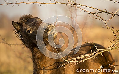 Sunlit wild exmoor pony horse in late autumn nature habitat in Milovice, Czech republic. Protected animals considered as horse Stock Photo