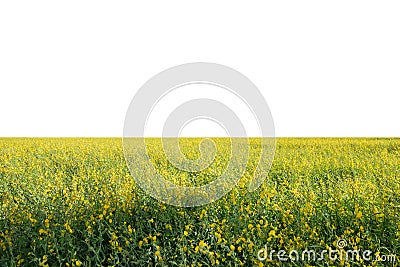 Sunn hemp, Chanvre indien, Crotalaria juncea yellow blossom in f Stock Photo