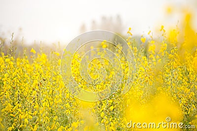 Sunn hemp or Chanvre indien, Legume yellow flowers that bloom in a farmer`s field Stock Photo